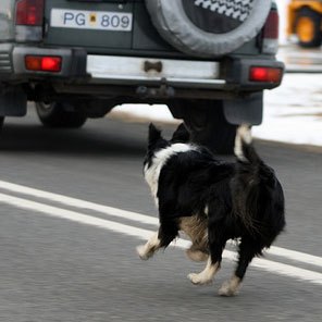 dog-chasing-car1.jpg